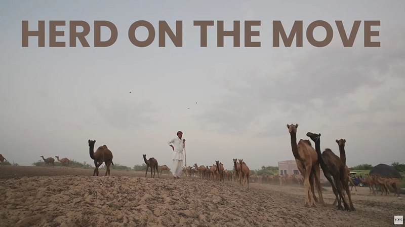 Herd on the Move | Pastoralism For the Future - SELCO Foundation